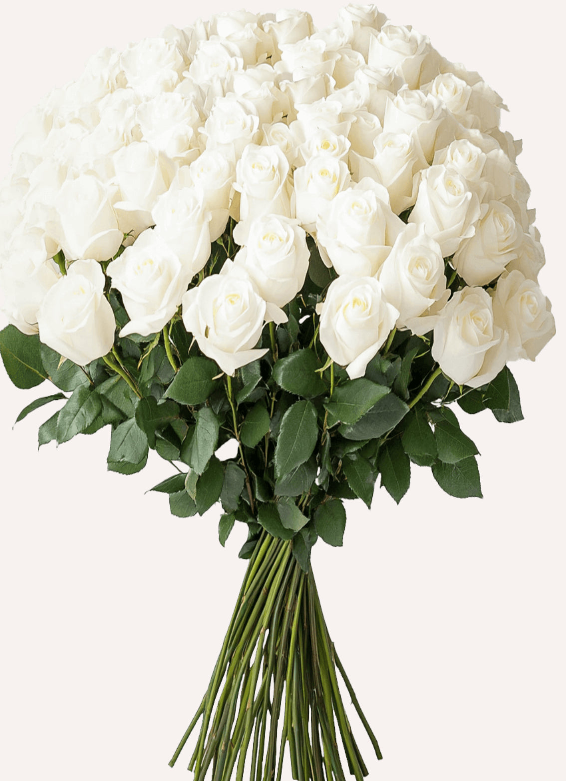 1 Doz Color Roses Wrap