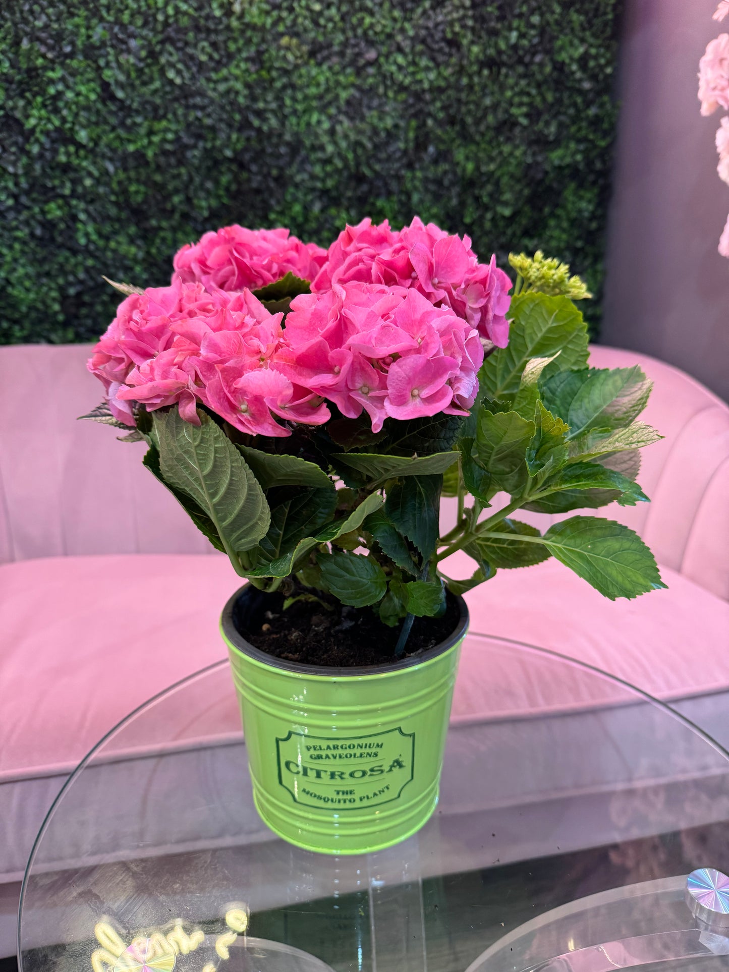 Hydrangea Plant