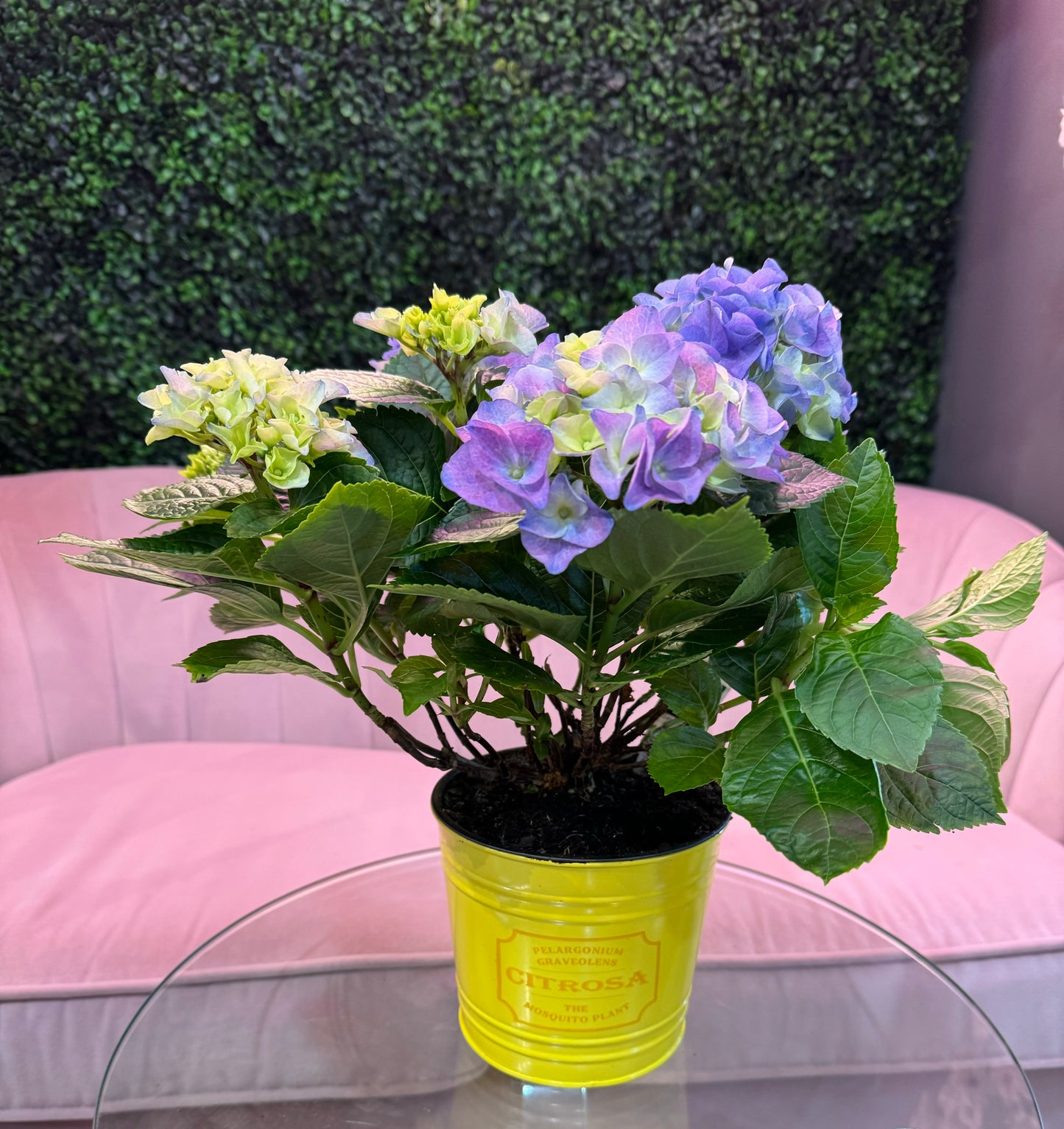 Hydrangea Plant