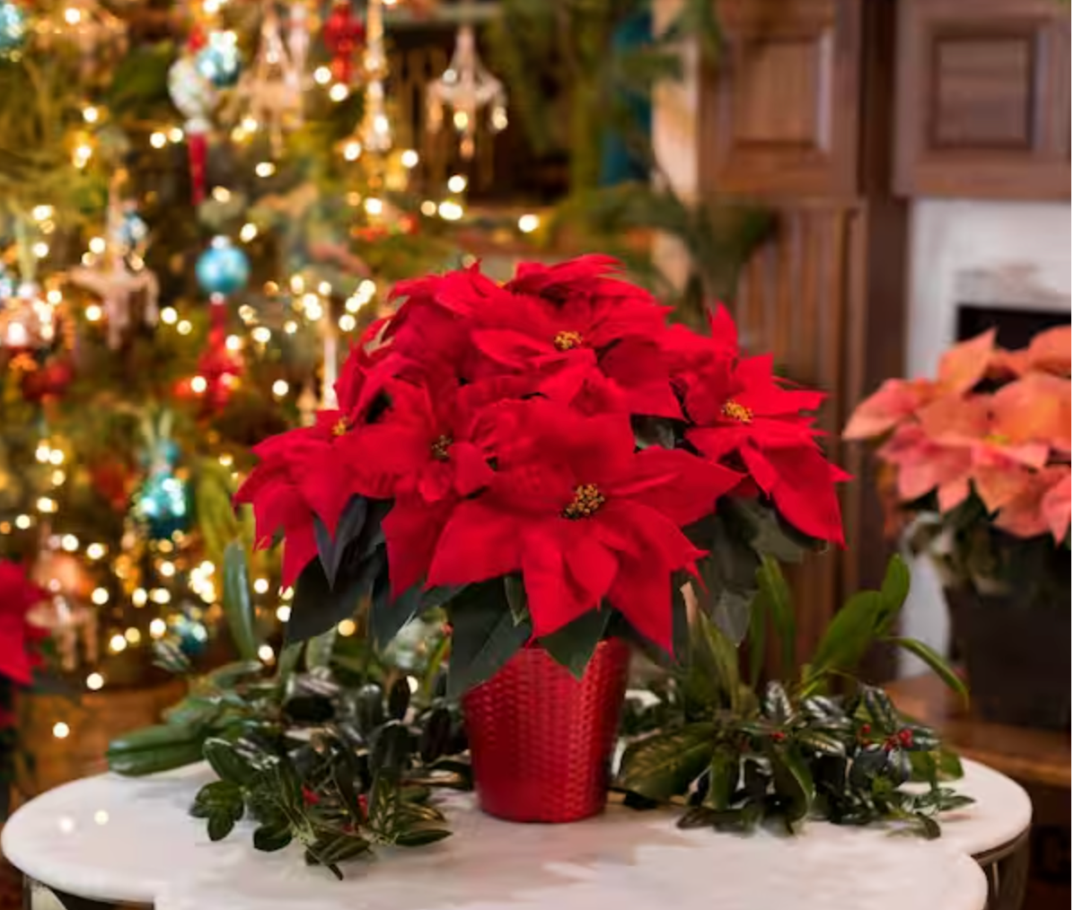 Red Poinsettia