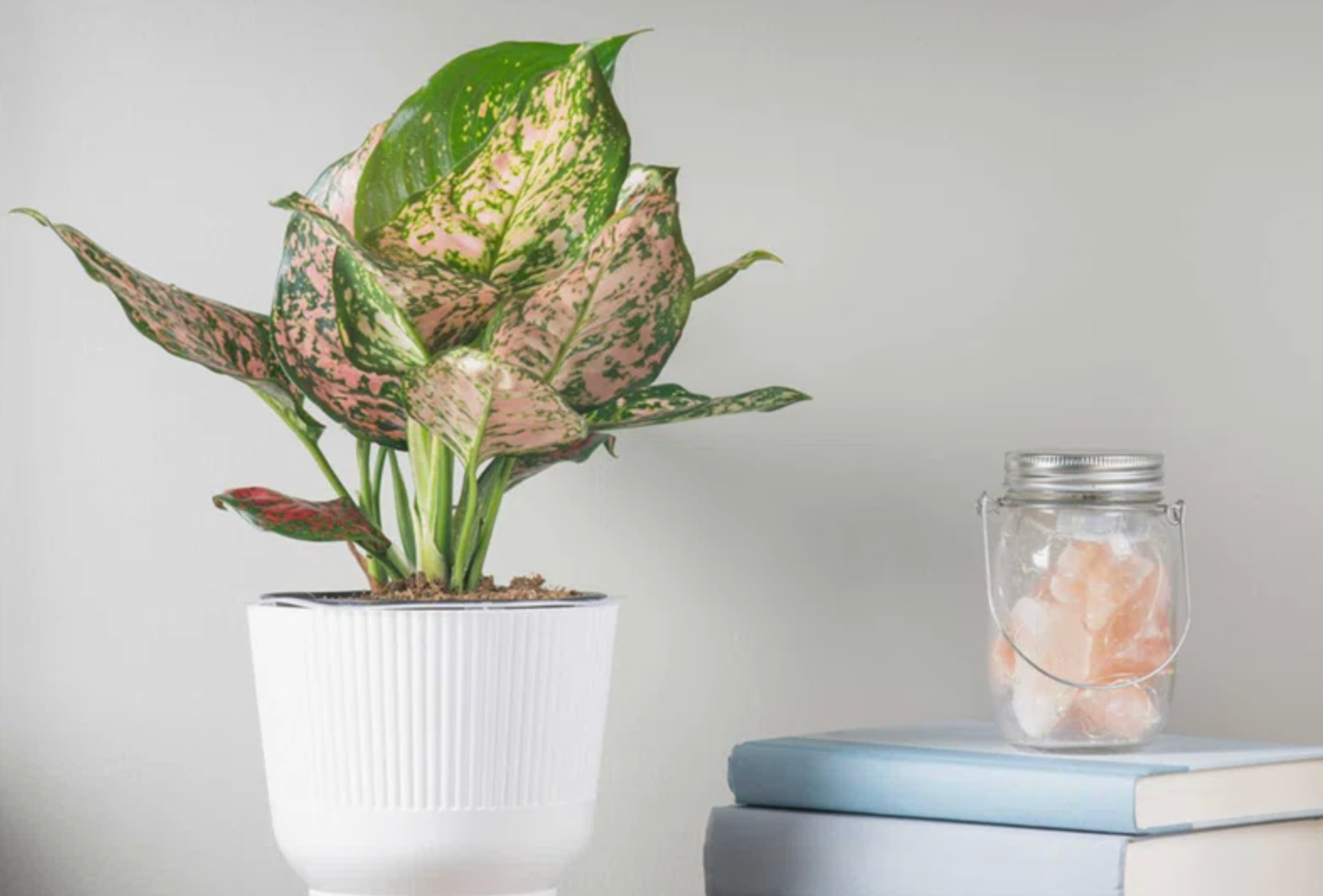 aglaonema creta houseplant Aglaonema Creta – Rhoslyn Florist