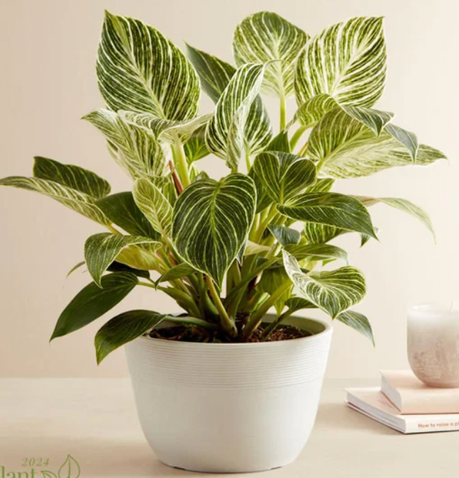 philodendron rojo congo birkin Philodendron Birkin – Rhoslyn Florist