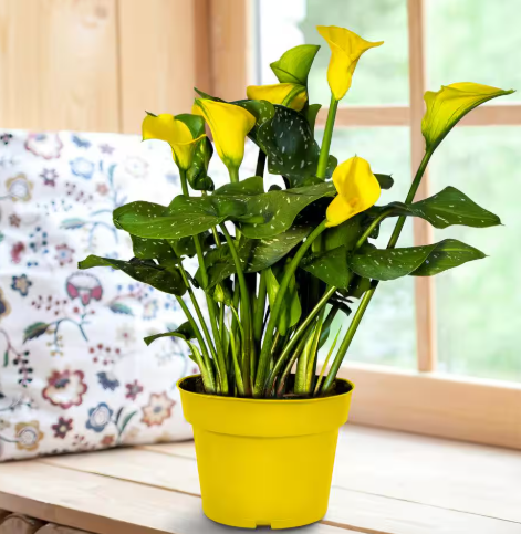 Small Calla Lily Plant