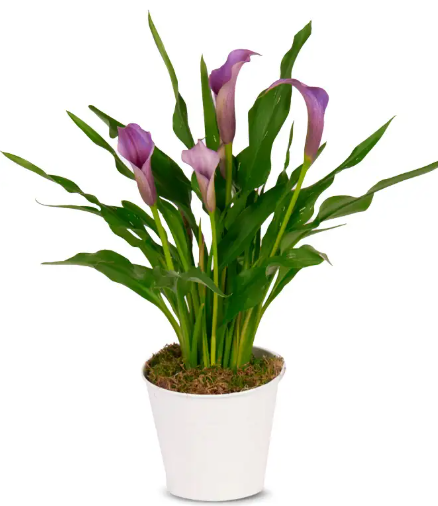Small Calla Lily Plant