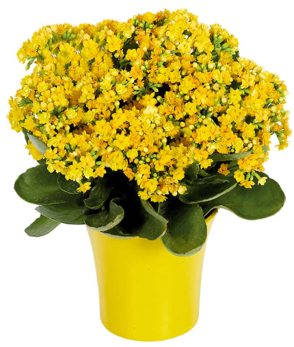 4' Small Kalanchoe