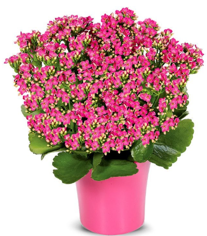 4' Small Kalanchoe