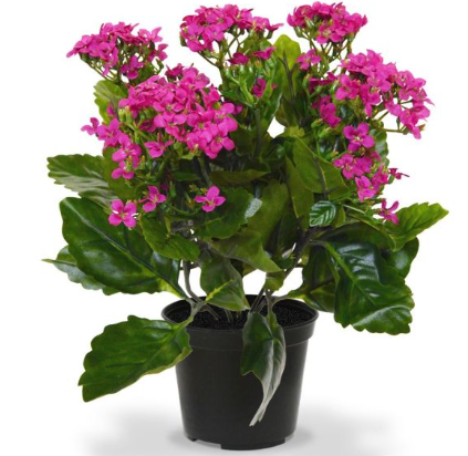4' Small Kalanchoe