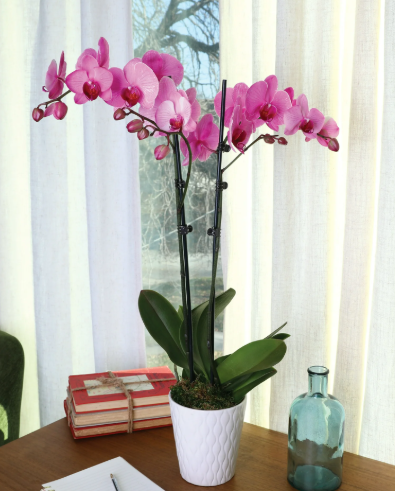 Elegant Orchid