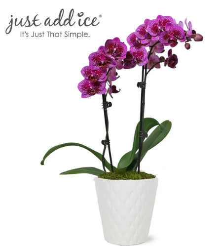 Elegant Orchid