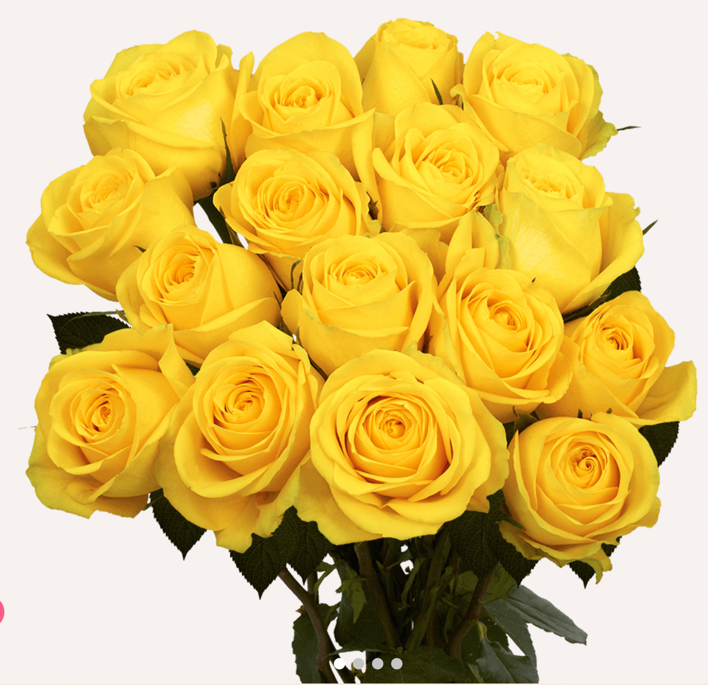 1 Doz Color Roses Wrap