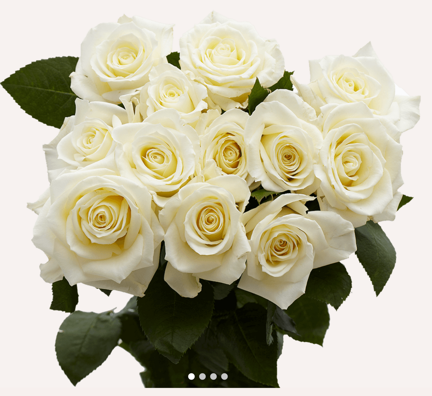1 Doz Color Roses Wrap