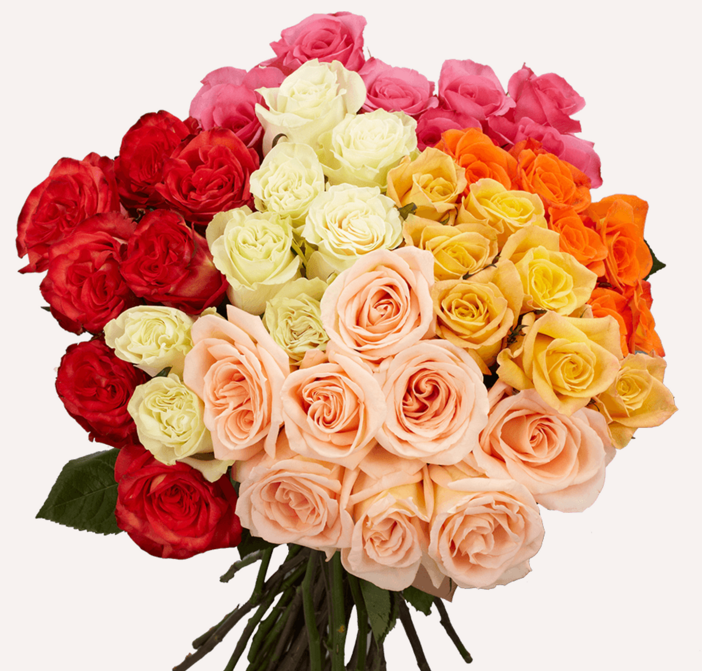 1 Doz Color Roses Wrap