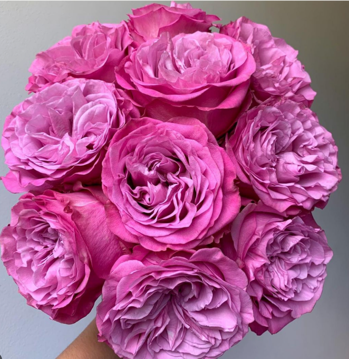 1 Doz Color Roses Wrap