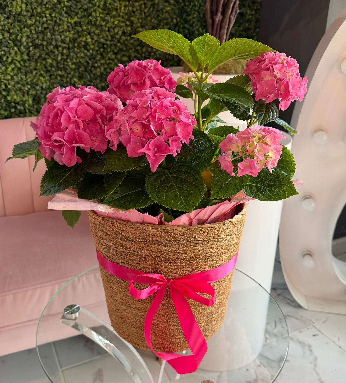 Hydrangea Plant