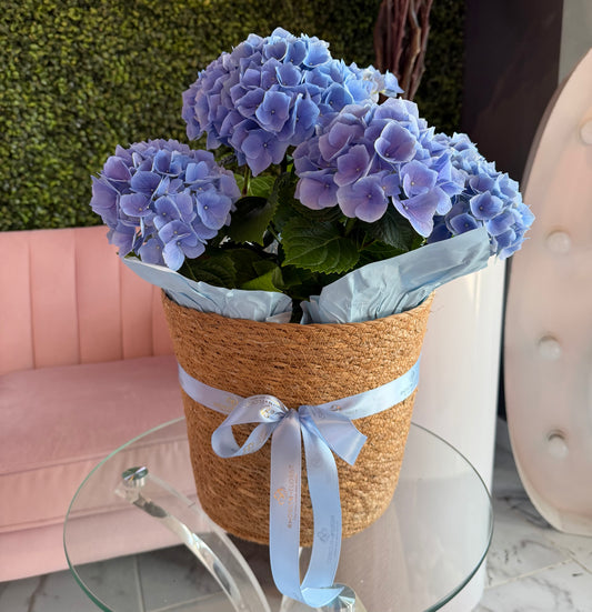 Hydrangea Plant