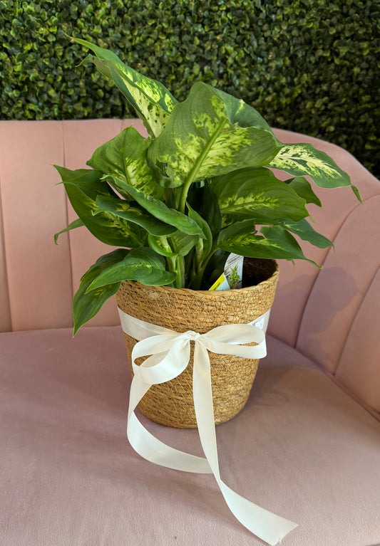 Dieffenbachia Camille