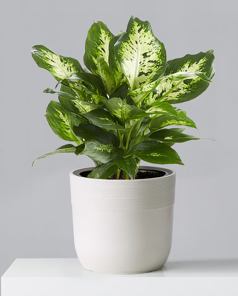 dieffenbachia 'camilla' Dieffenbachia Camille – Rhoslyn Florist