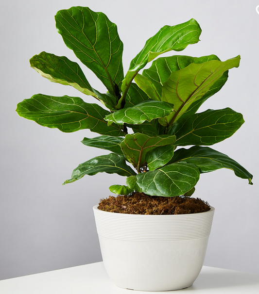 Fiddle-leaf fig