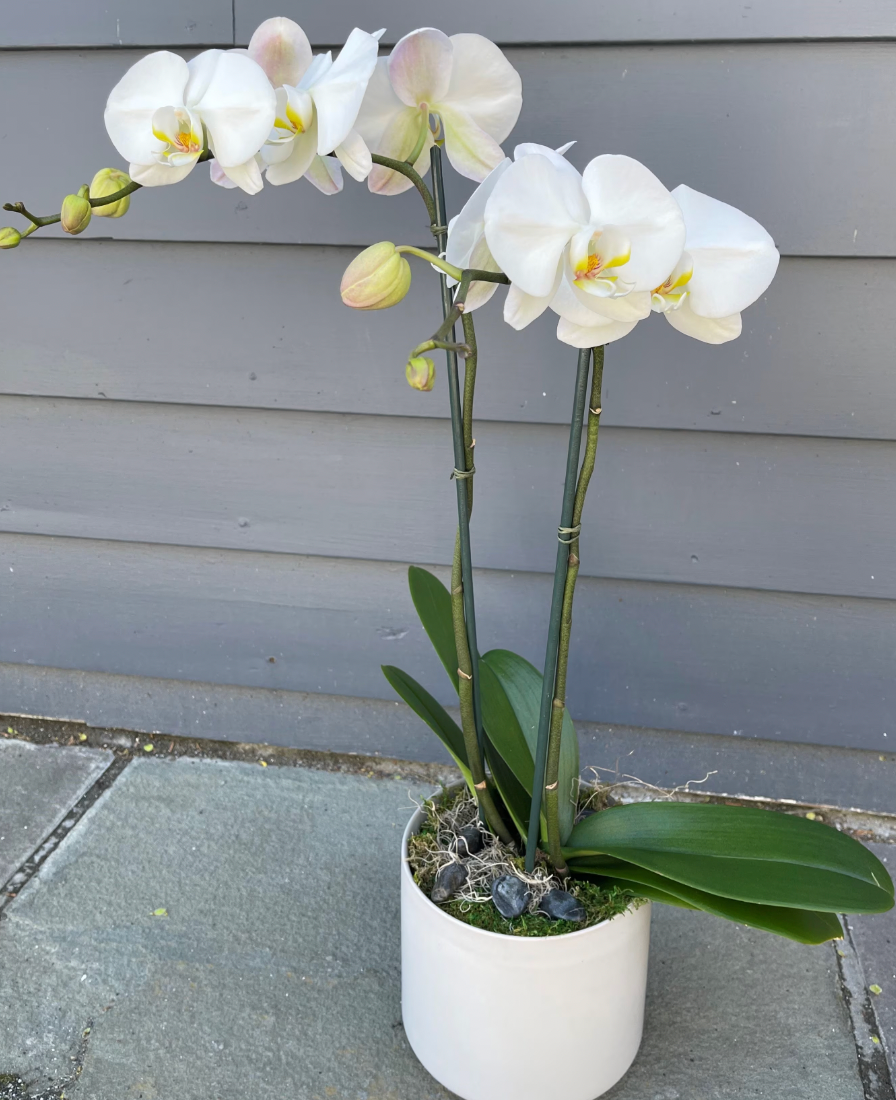 Elegant Orchid