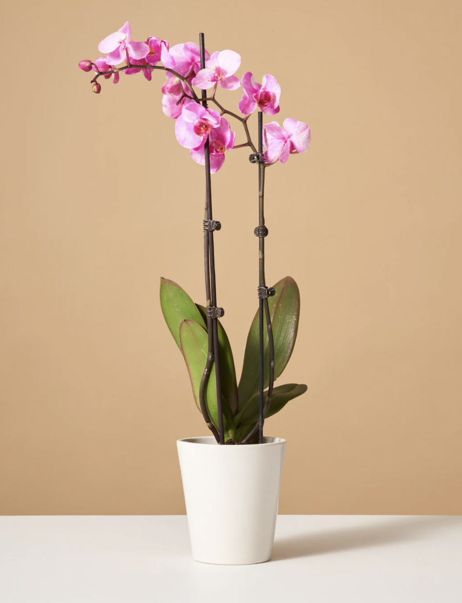 Elegant Orchid