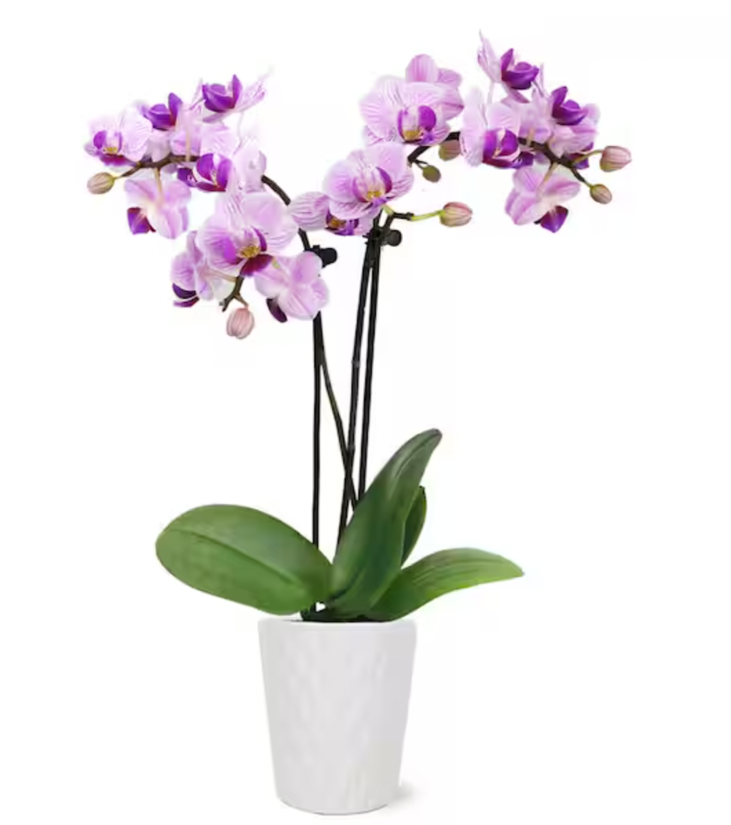 Elegant Orchid
