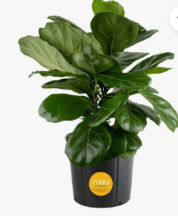 Fiddle Leaf Ficus