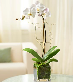 Elegant Orchid