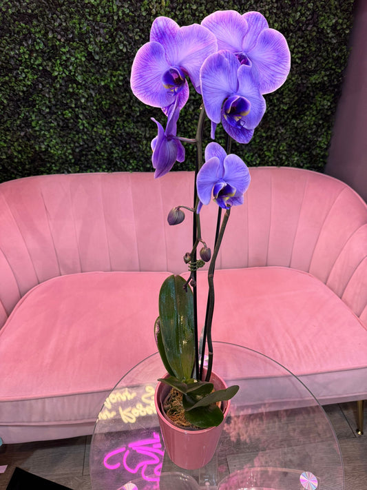 Elegant Orchid Double Stem